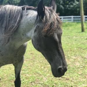 Meet your Posher, Sherry